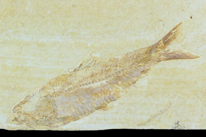 Detailed Fossil Fish (Knightia) - Wyoming #120002